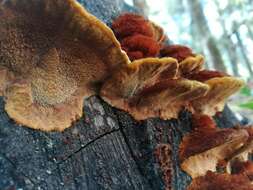 صورة Phellinus gilvus (Schwein.) Pat. 1900