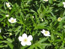 Image of tall thimbleweed