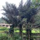 Image of sugar palm