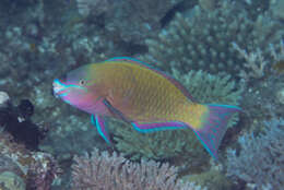 Image of Batavian Parrotfish