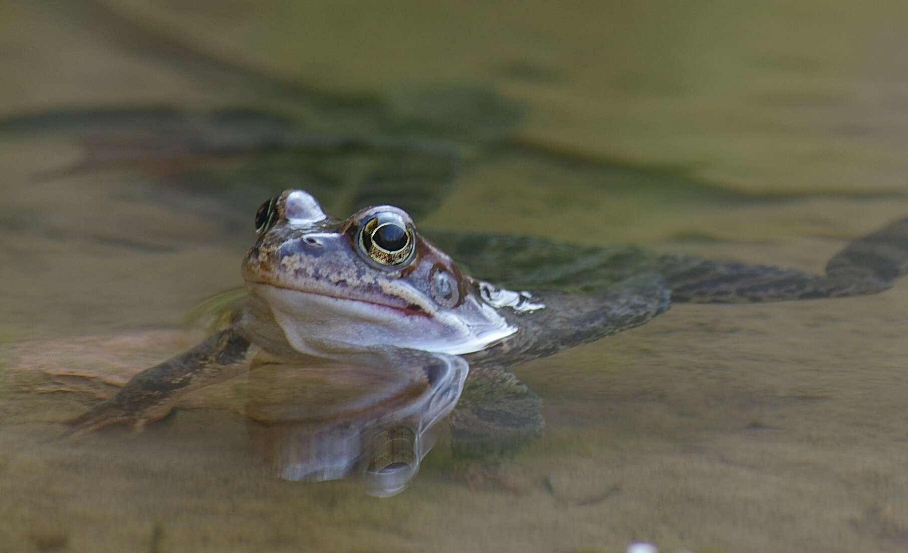 Image of Altai Brown Frog (Altai Mountains Populations)