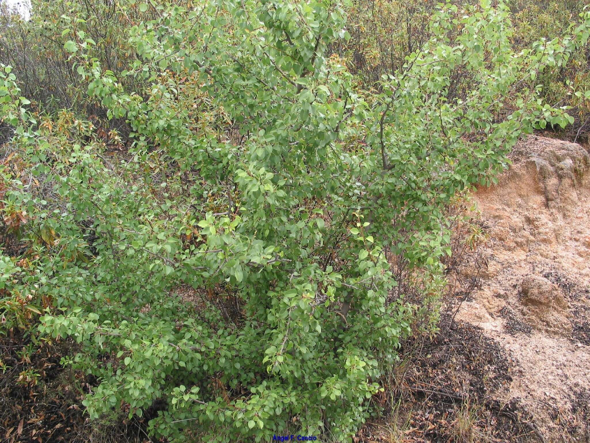 Plancia ëd Pyrus bourgaeana Decne