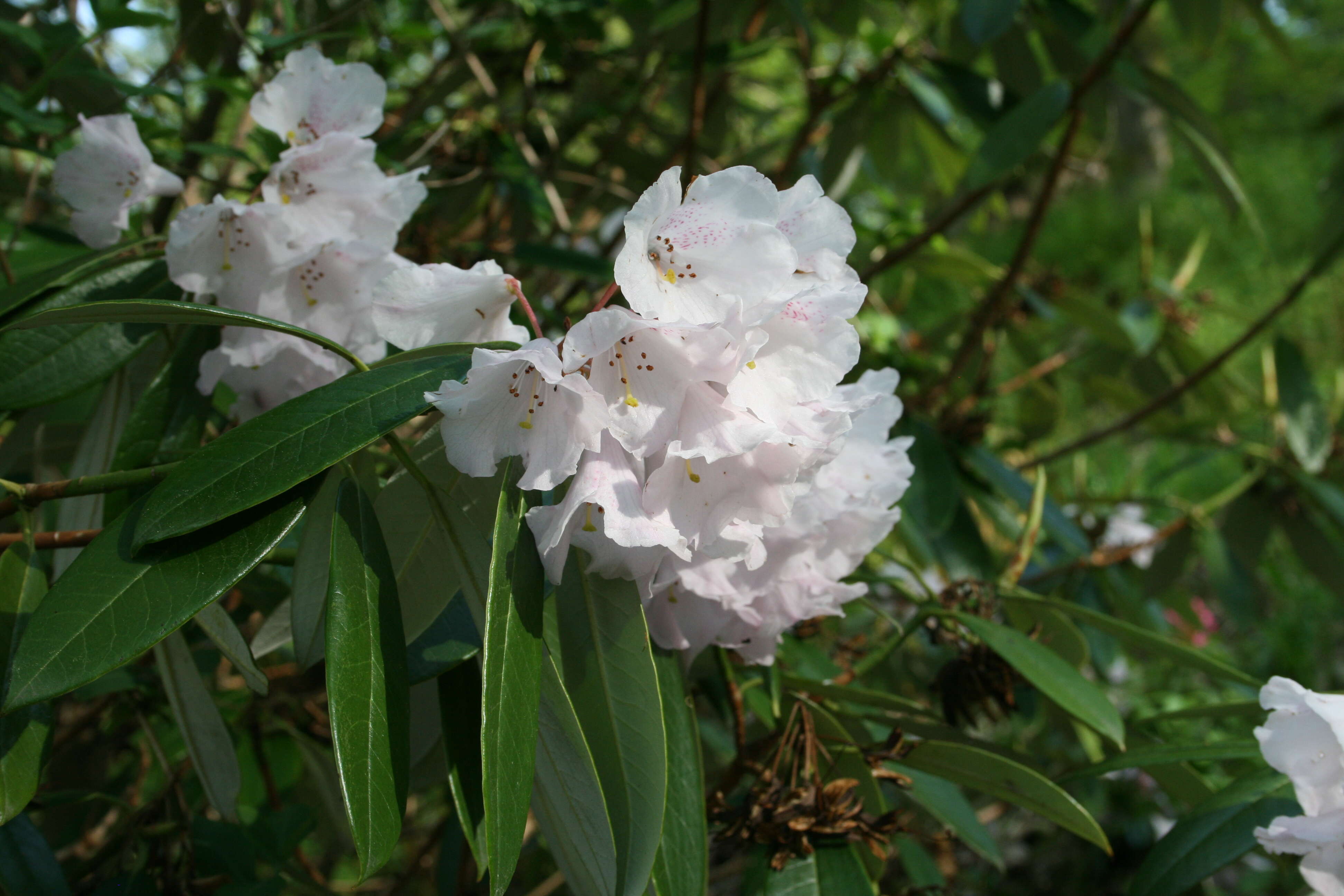 Image of Rhododendron argyrophyllum Franch.