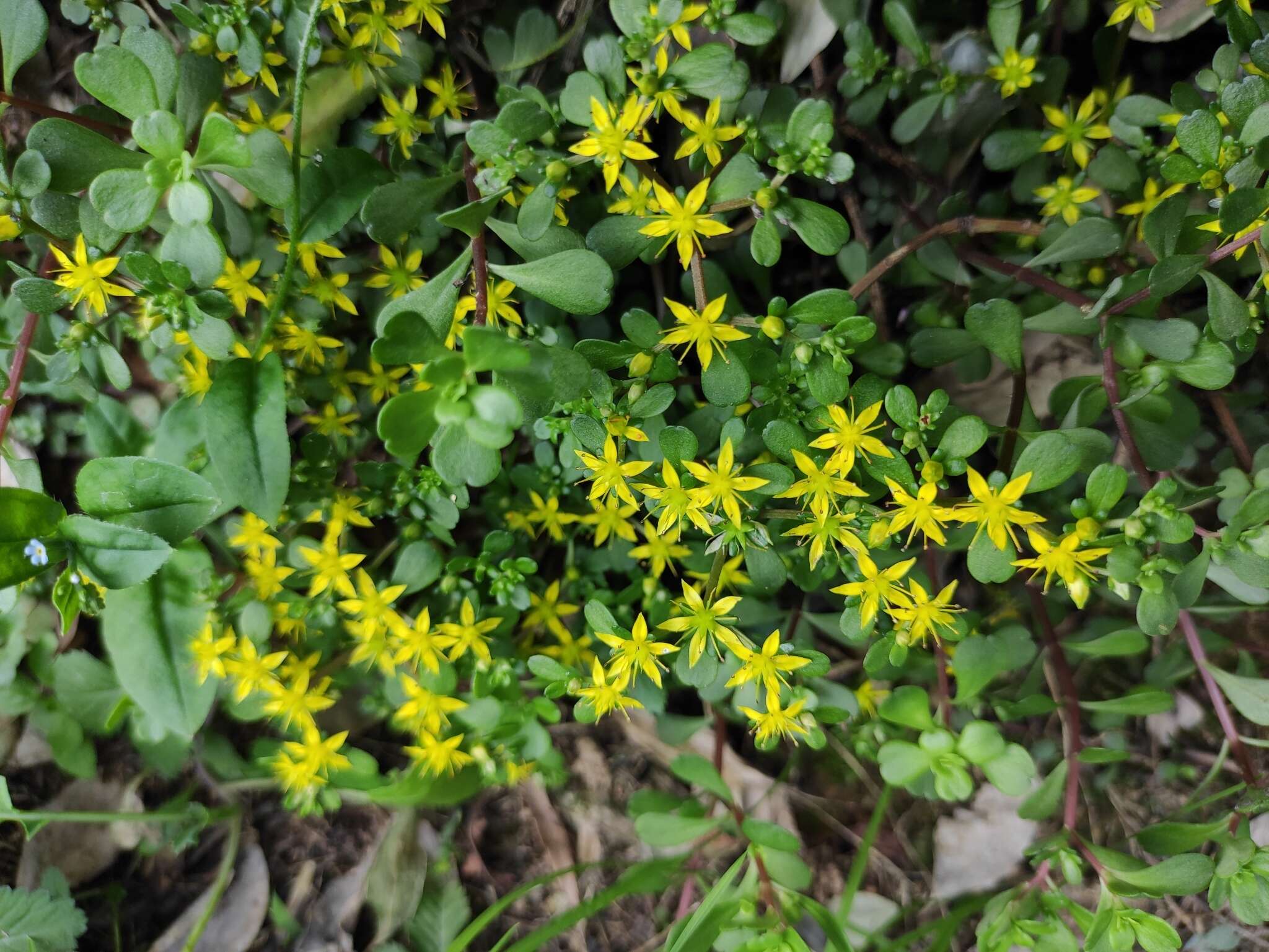 Слика од Sedum emarginatum Migo