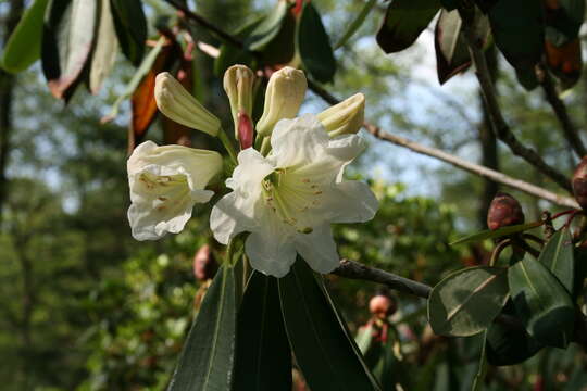 Plancia ëd Rhododendron decorum Franch.