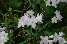 Imagem de Rhododendron oreotrephes W. W. Smith