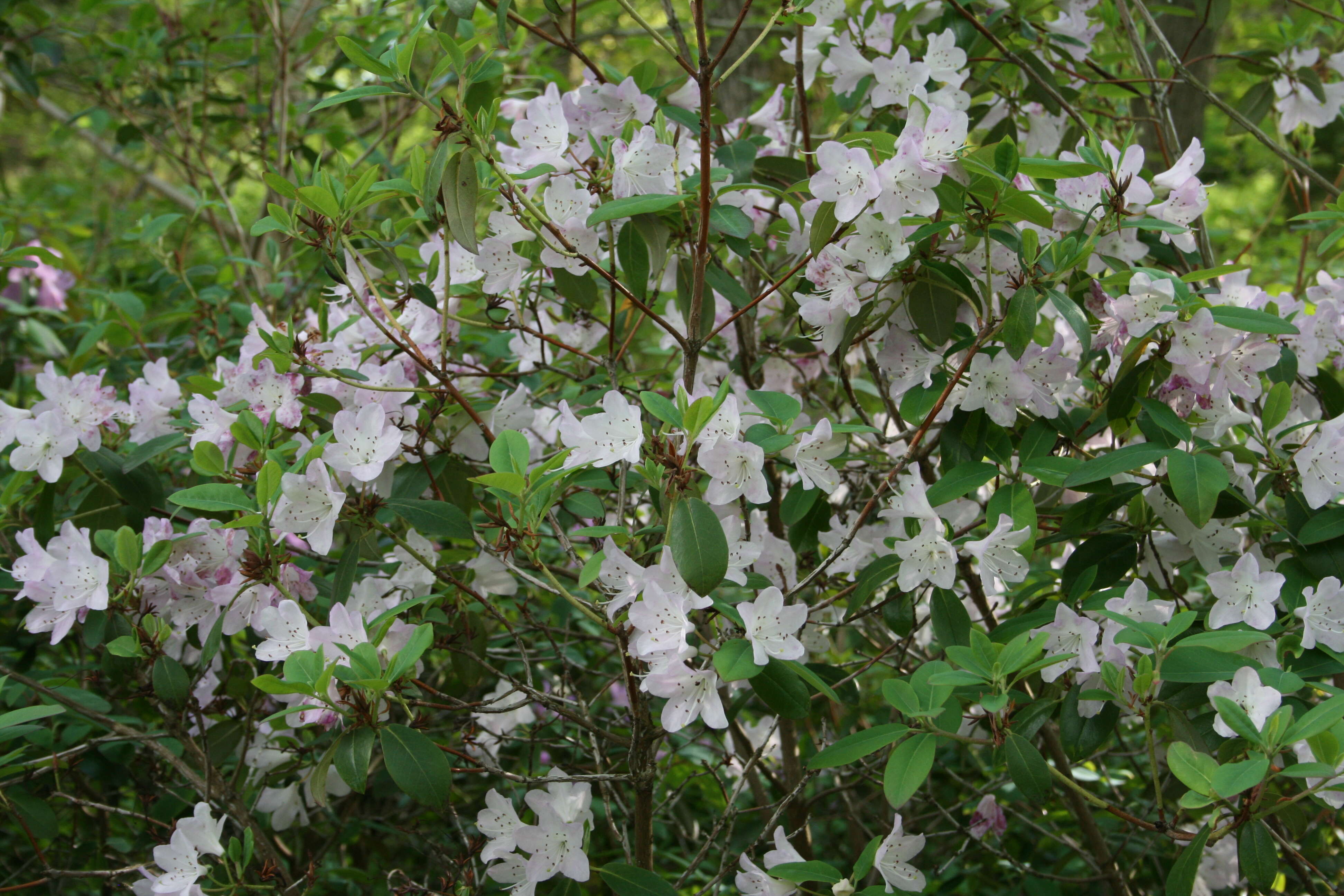 Imagem de Rhododendron oreotrephes W. W. Smith