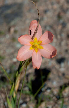 Image of two-leaf Cape tulip