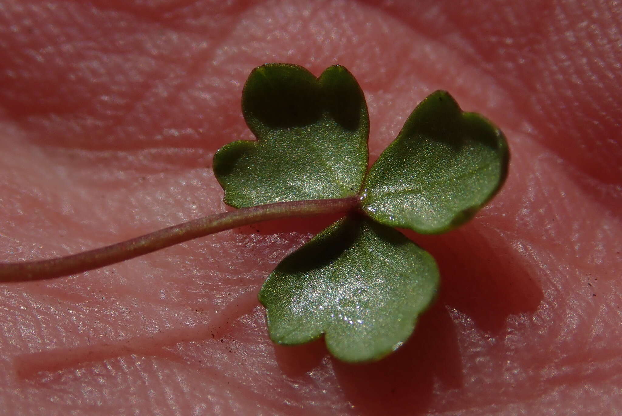 Image of Hydrocotyle tripartita var. hydrophila (Petrie) Cheesem.