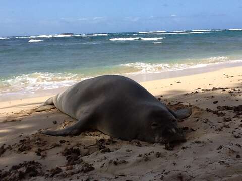 Image of Hawaiian Monk Seal