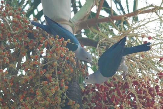 Image of Green Imperial Pigeon