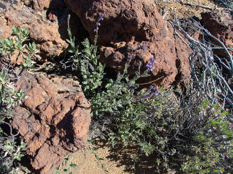 Image of Nepeta teydea Webb & Berthel.