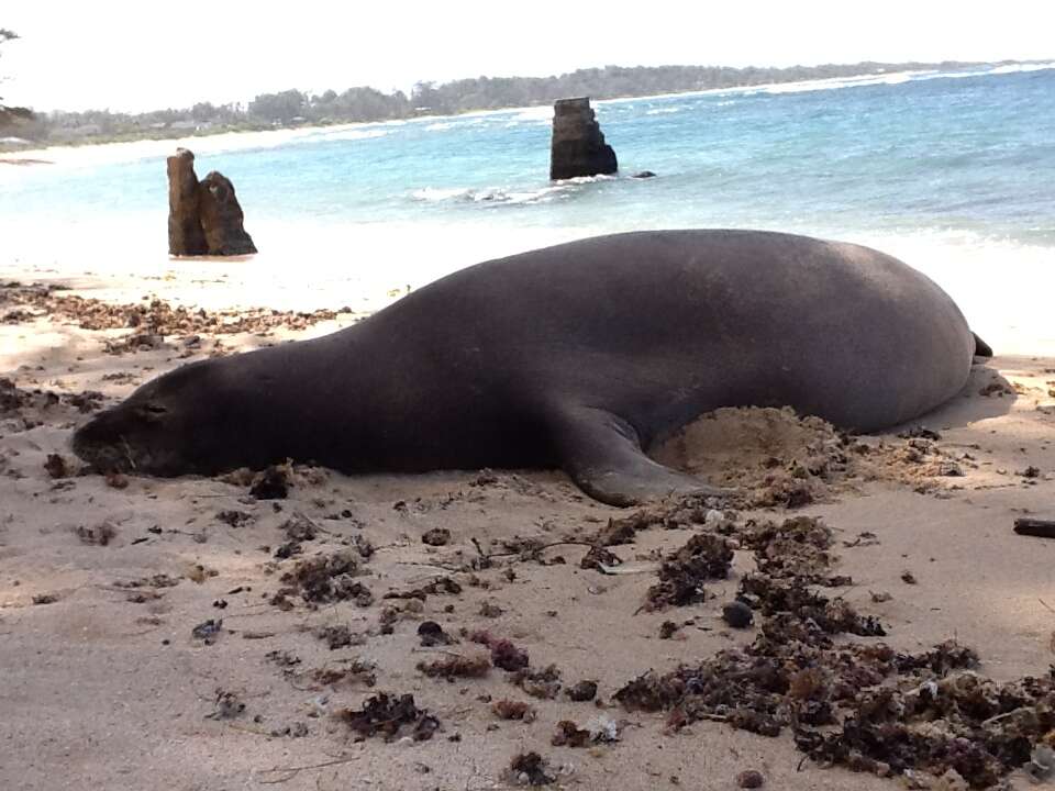 Image of Hawaiian Monk Seal