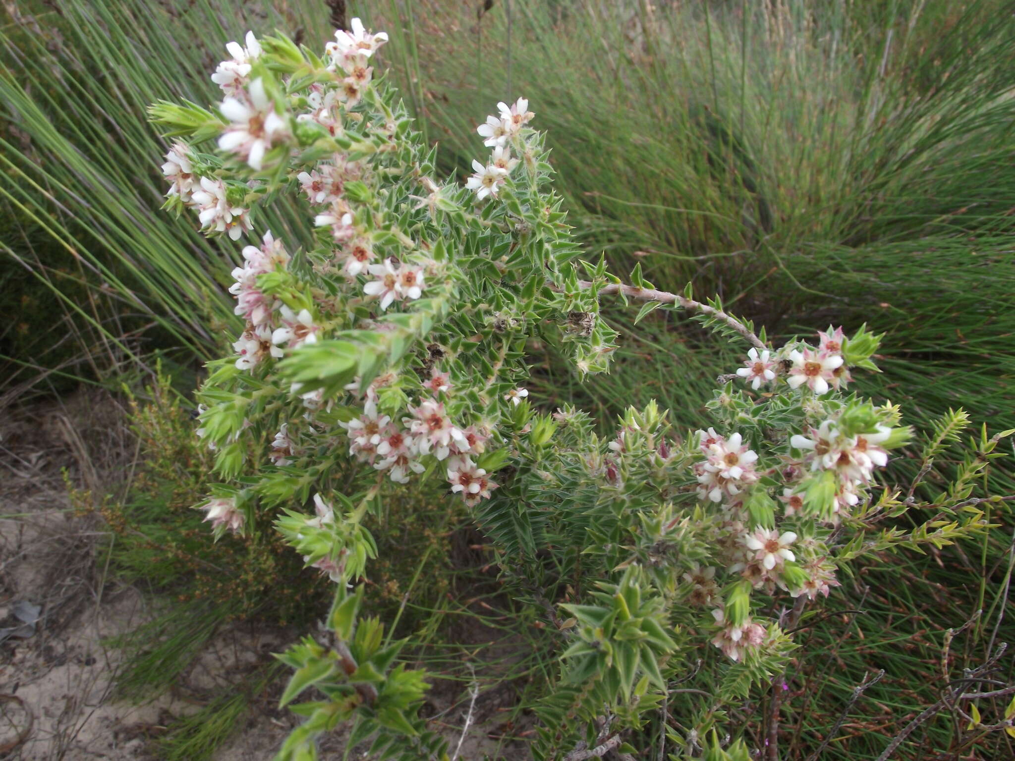 Image of Diosma awilana I. Williams