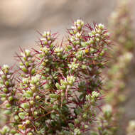 Image de Sclerolaena brevifolia (Ising) A. J. Scott