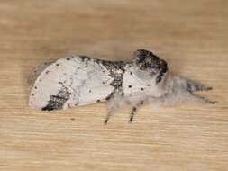 Image of Poplar Kitten