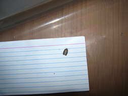 Image of Acleris chalybeana Fernald 1882