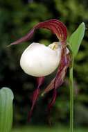 Image of Kentucky lady's slipper