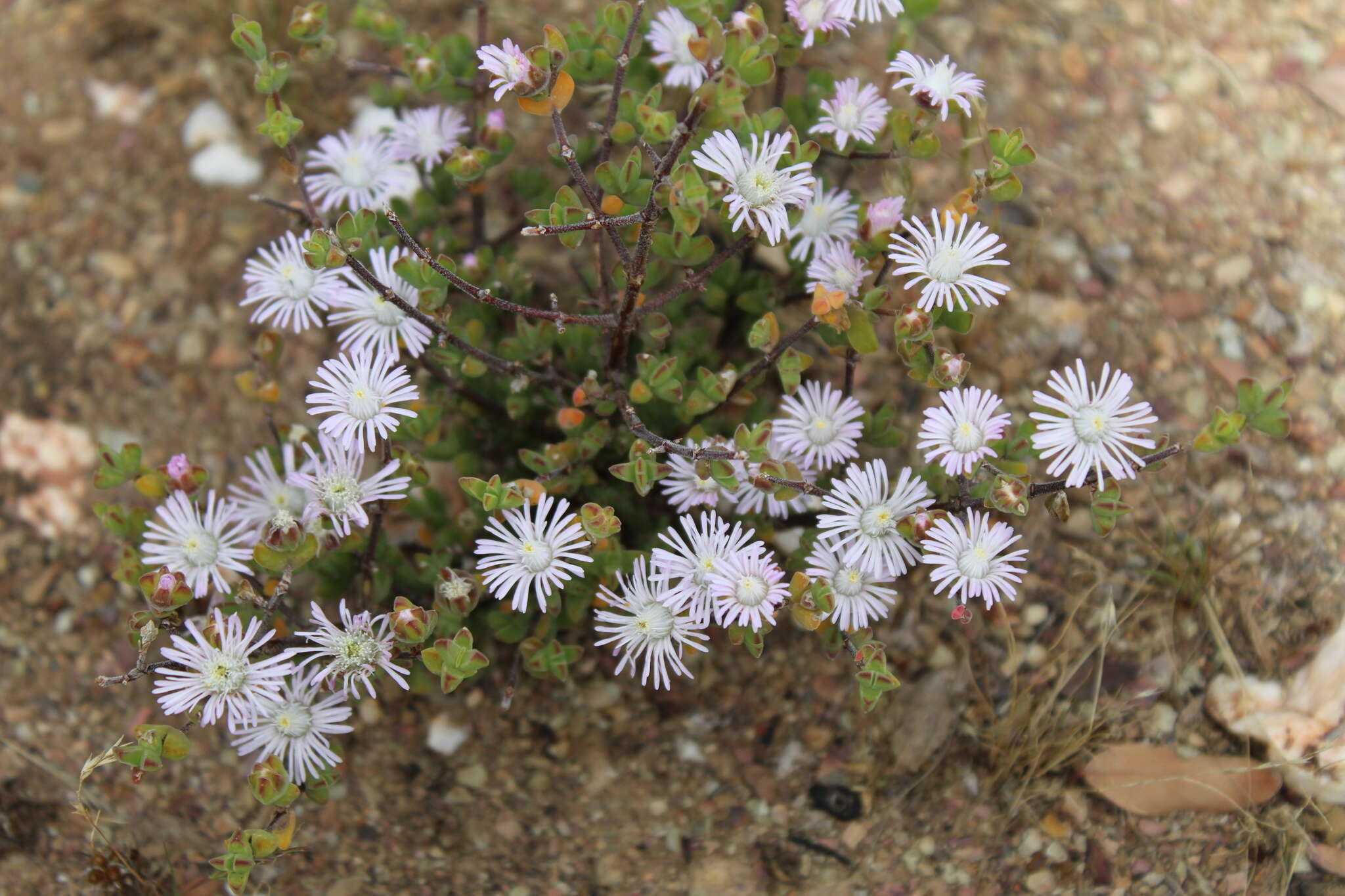 Imagem de Drosanthemum praecultum (N. E. Br.) Schwant.