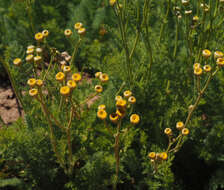 Image of Tanacetum aucheri DC.