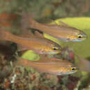 Image of Moluccan cardinalfish