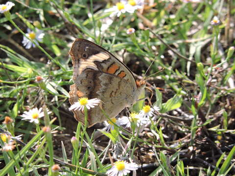 Image of Common buckeye