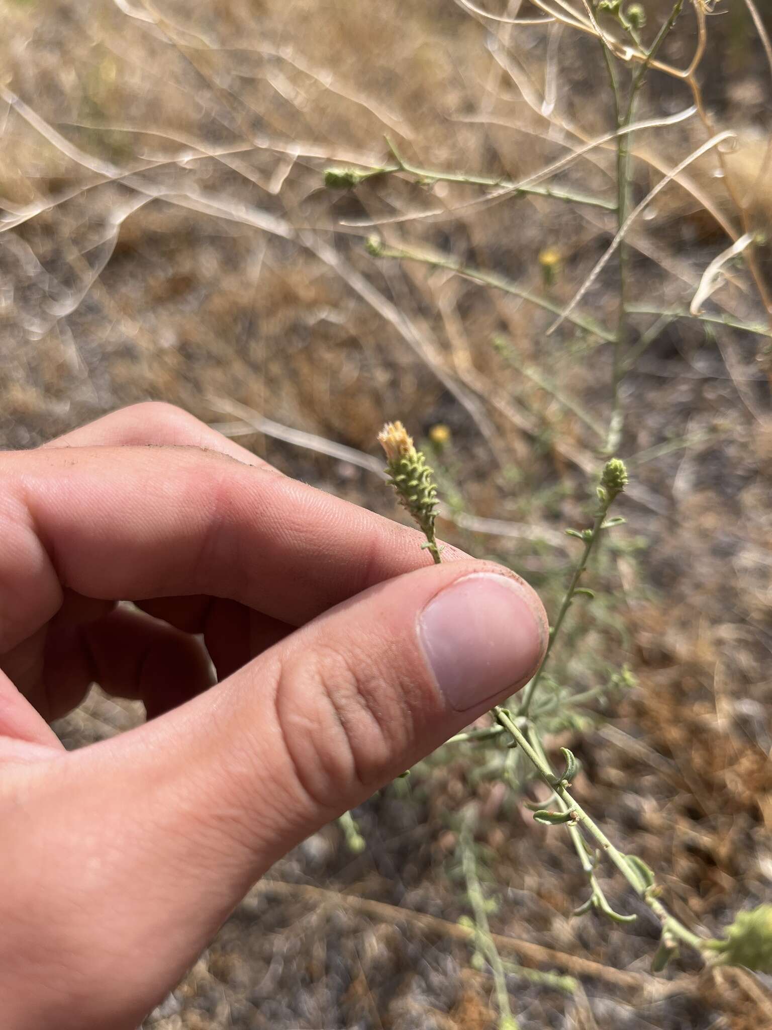 Image of Dieteria shastensis (A. Gray) D. W. Taylor