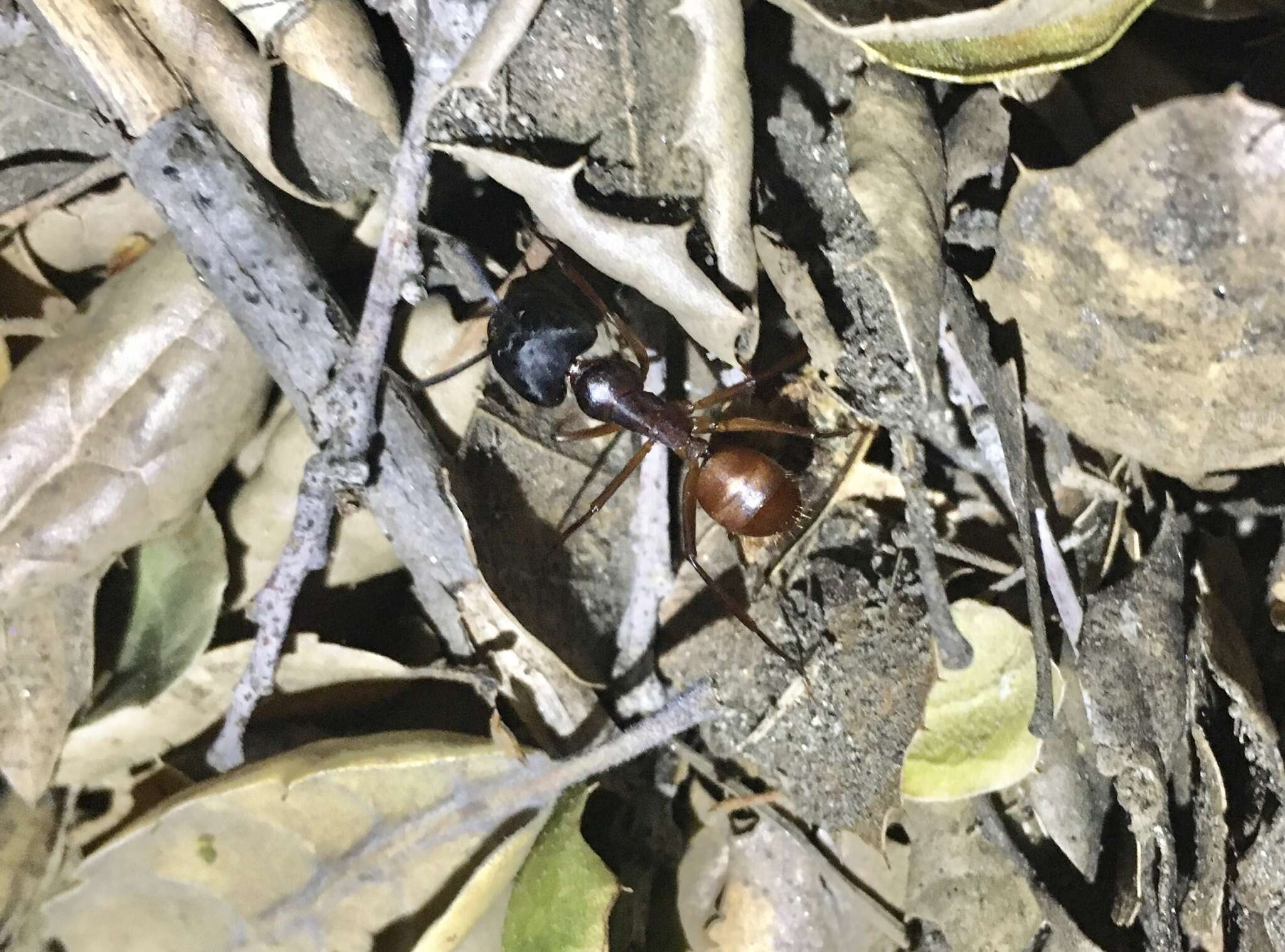 Image of Camponotus semitestaceus Snelling 1970