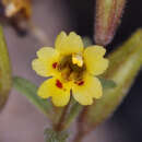 Erythranthe rubella (A. Gray) N. S. Fraga resmi