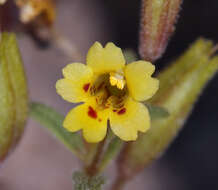 Erythranthe rubella (A. Gray) N. S. Fraga resmi