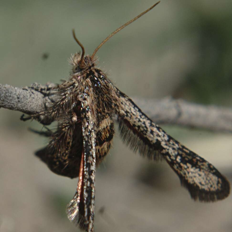 Image of Zenodoxus canescens Edwards 1881