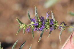 Image de Trichostema laxum A. Gray