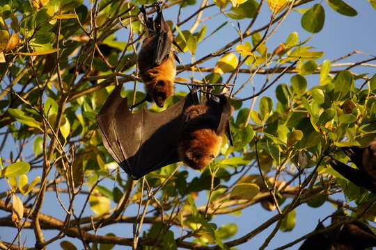 Image of Rodrigues Flying Fox