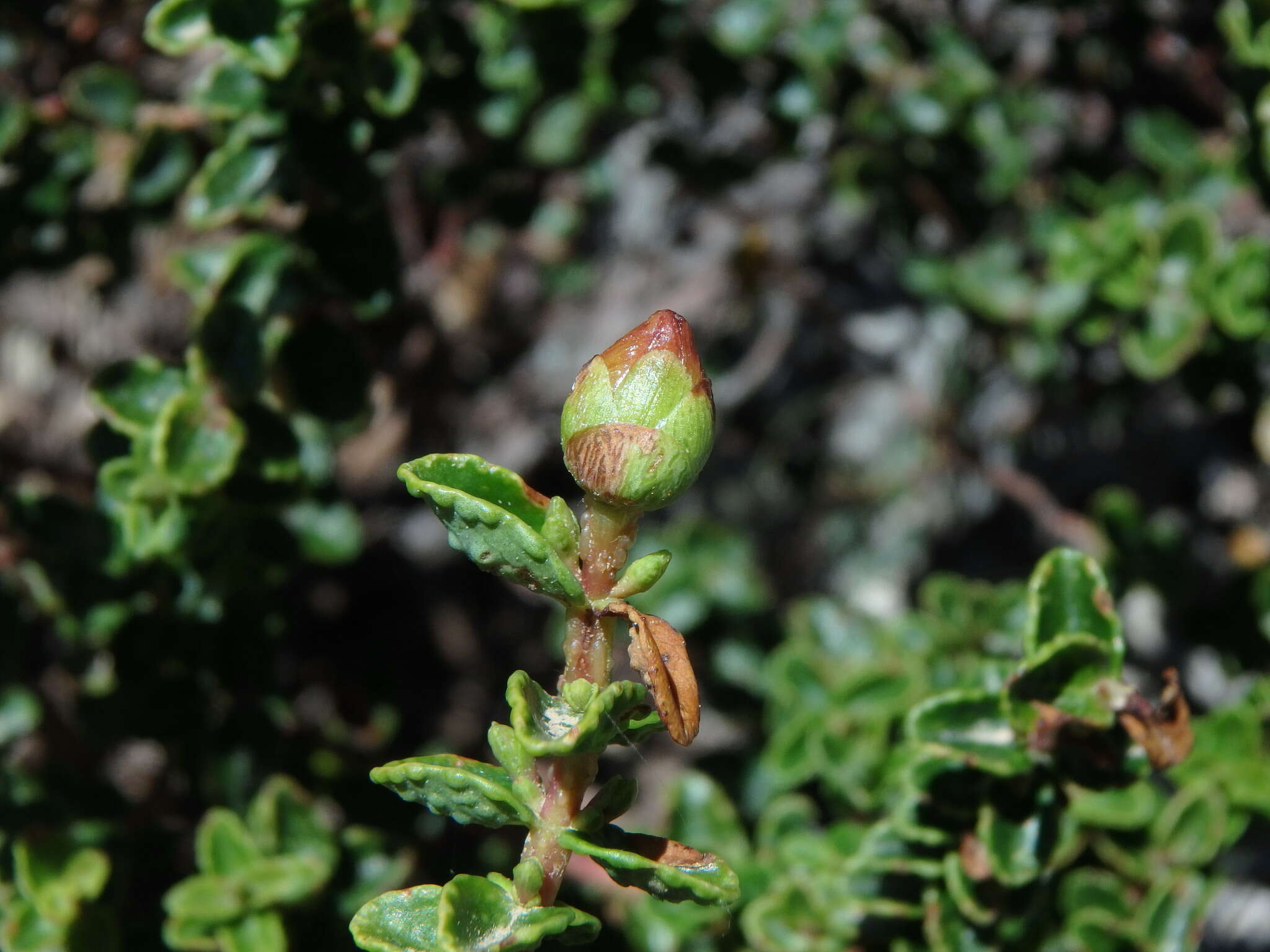 Image of Hypericum balearicum L.