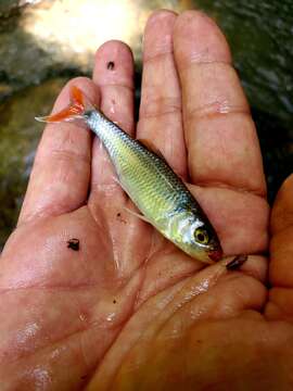 Image of Fieryblack shiner