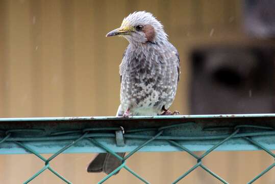 Image of Brown-eared Bulbul