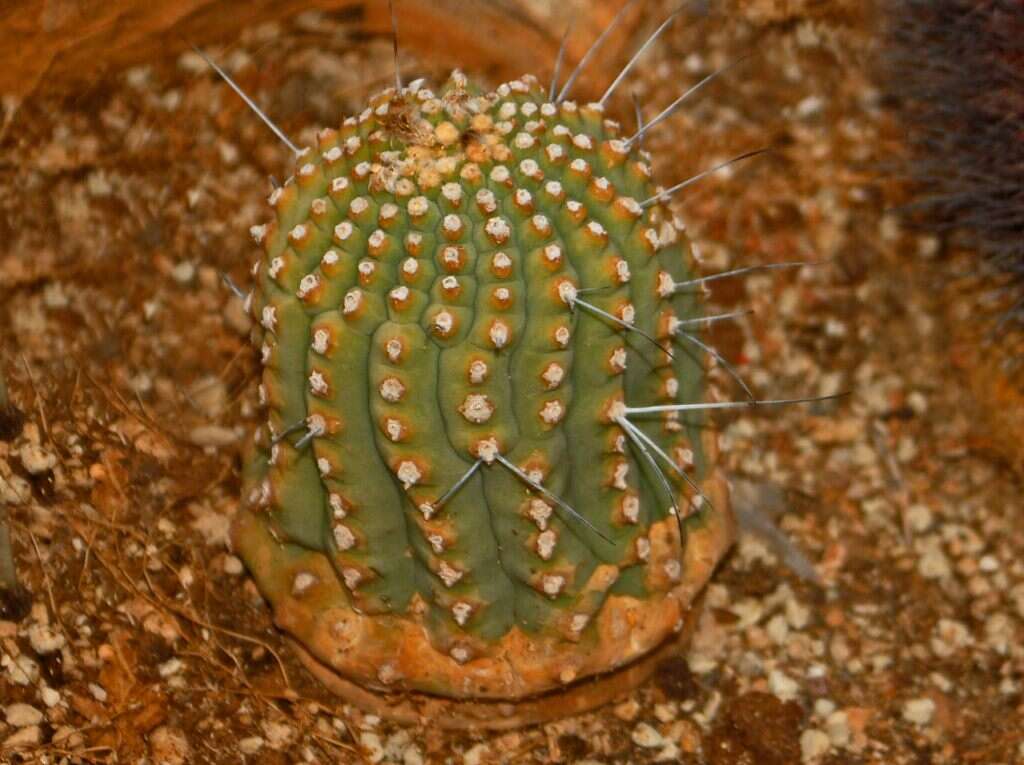 Image of Cactus