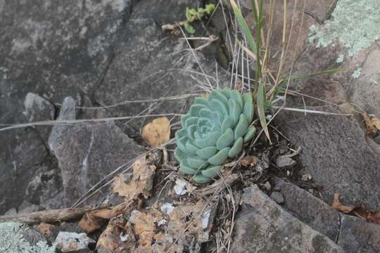 Image of Echeveria elegans Rose