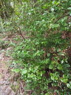 Image of dense logwood