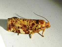 Image of Fruit-Tree Leafroller Moth