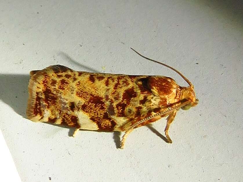 Image of Fruit-Tree Leafroller Moth