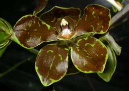 Grammatophyllum martae Quisumb. ex Valmayor & D. Tiu的圖片