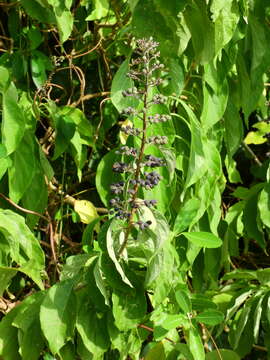 Image of Cornutia pubescens C. F. Gaertn.