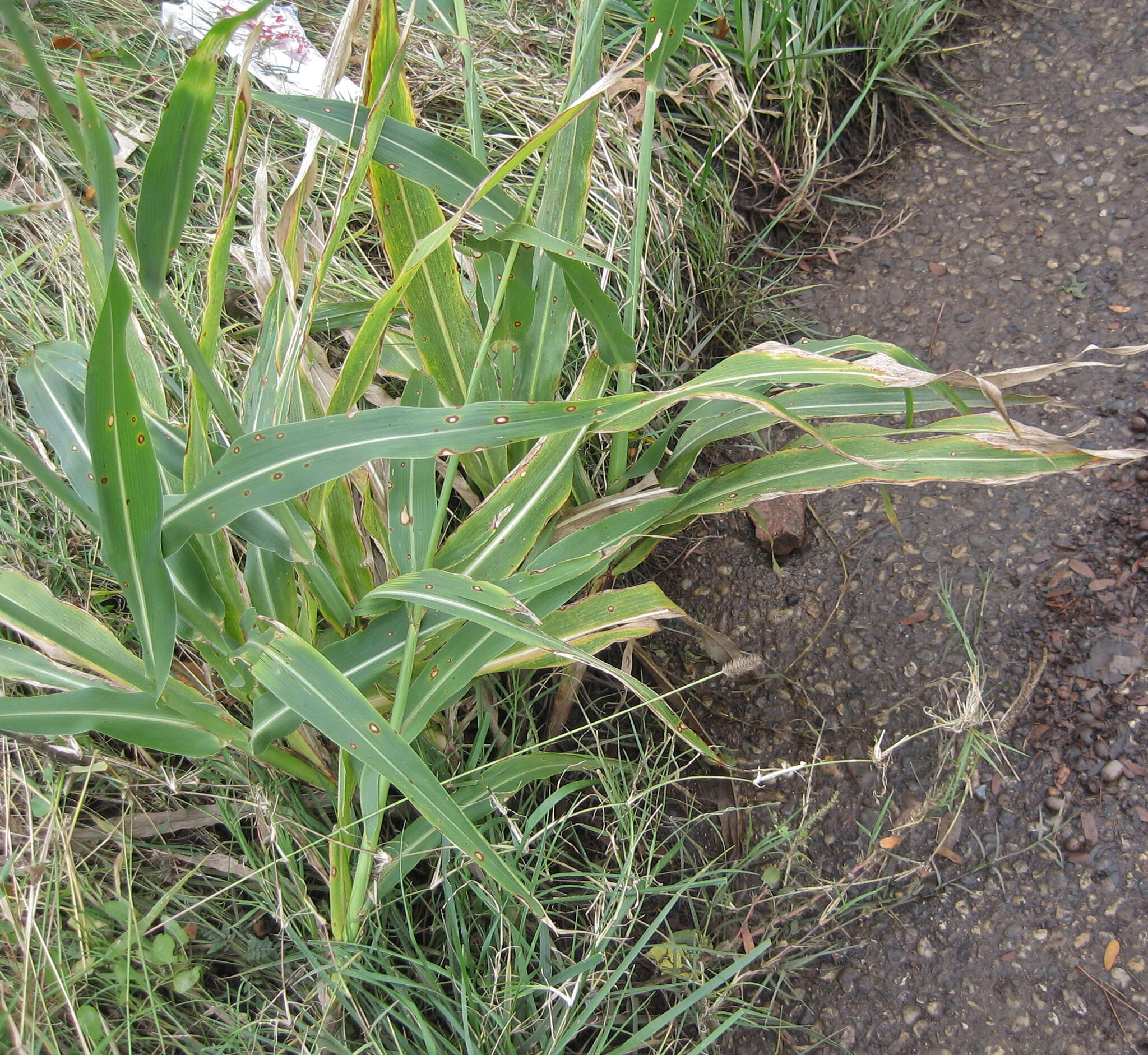 Image of sorghum