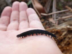 Image of Tallaganda velvet worm