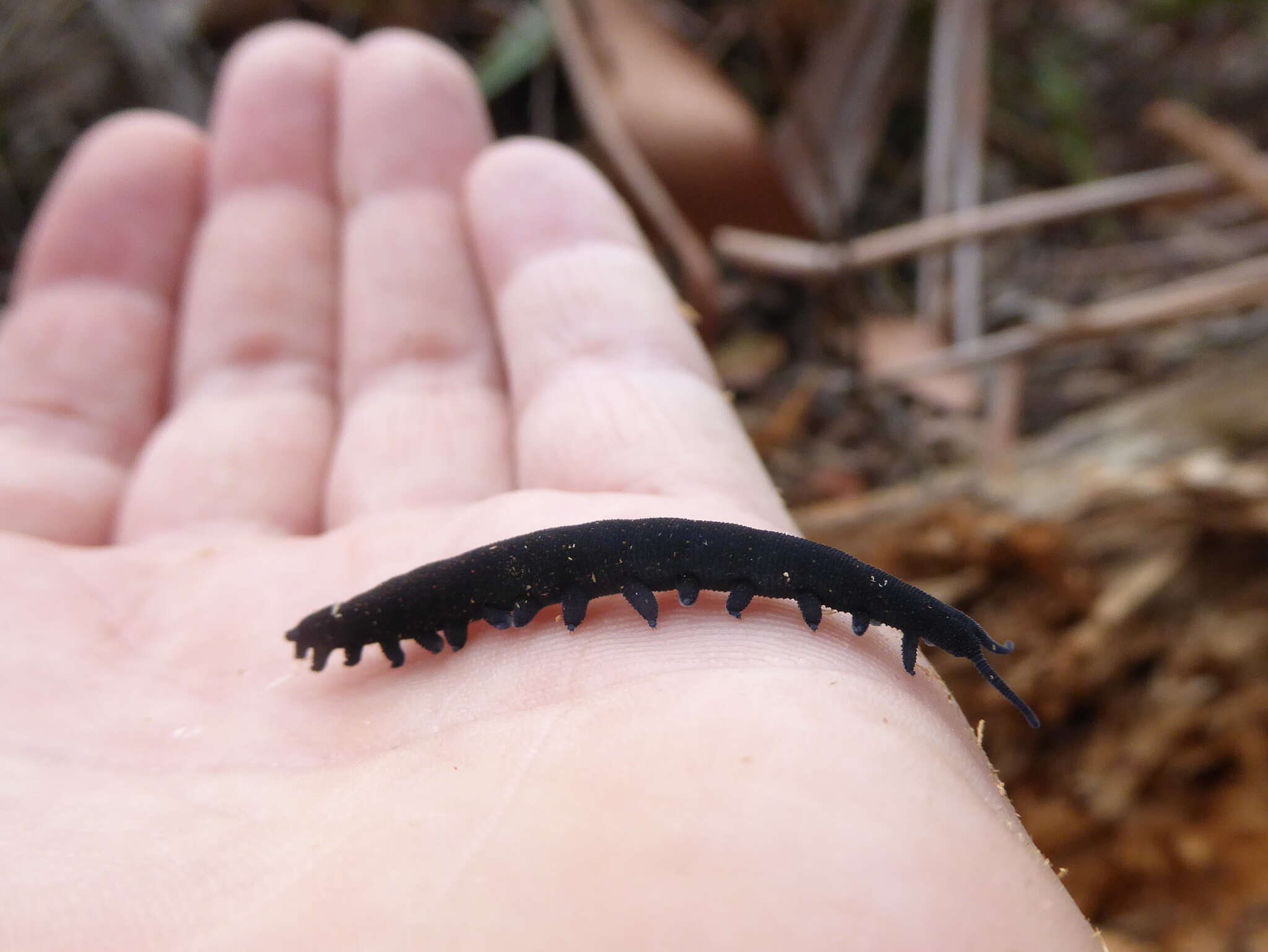 Image of Tallaganda velvet worm
