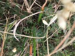 Image de Albuca fragrans Jacq.