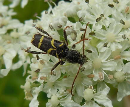 Image of Clytus lama Mulsant 1850