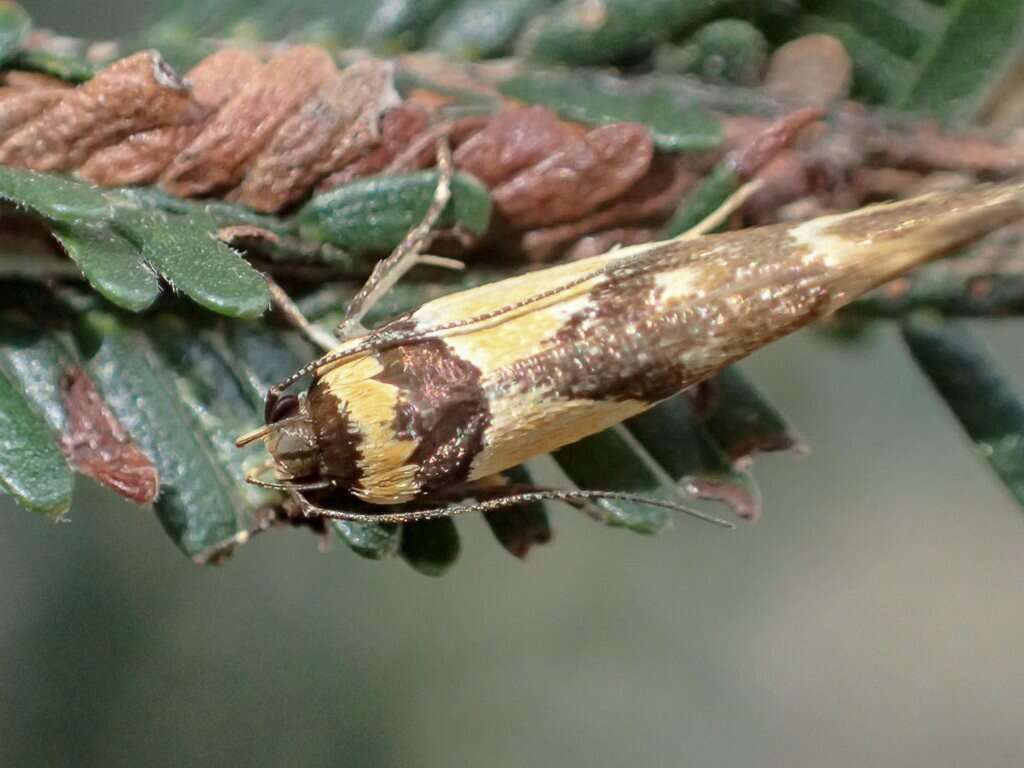 Image of Macrobathra chrysotoxa Meyrick 1886