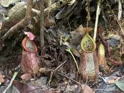 Image of Nepenthes hirsuta Hook. fil.